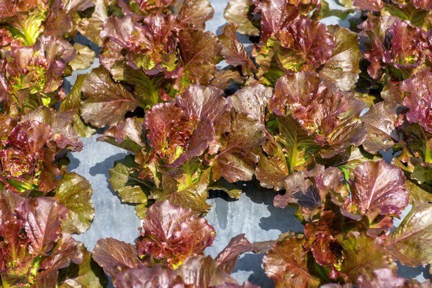 Lattuga rossa fresca nell'orto biologico.