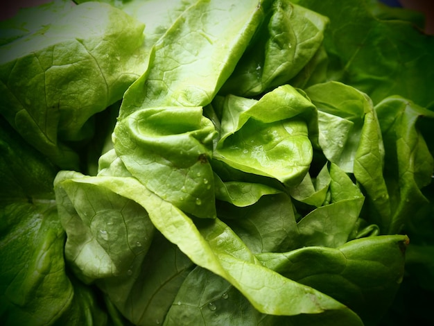 Lattuga Un'erba annuale del genere Lattuga della famiglia delle Asteraceae Deliziose foglie fortificate Insalata verde o contorno Erbe fresche per un'alimentazione sana