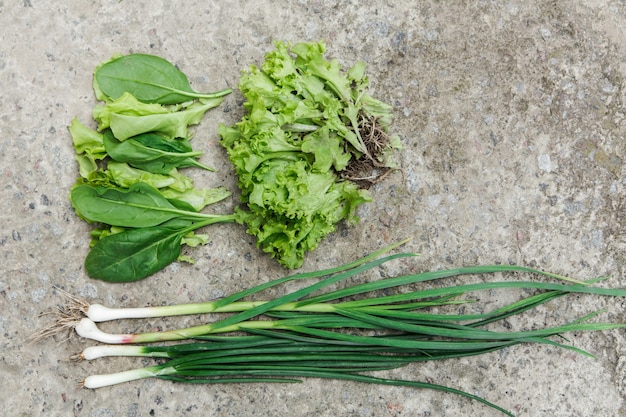 Lattuga verde fresca, spinaci, cipolla verde da un letto da giardino sul muro di pietra. cibo biologico e concetto di stile di vita sano. vista dall'alto