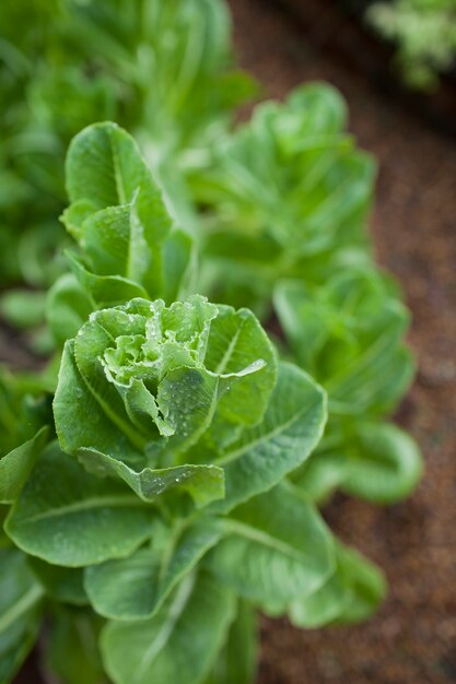 Lattuga verde nel giardino di casa