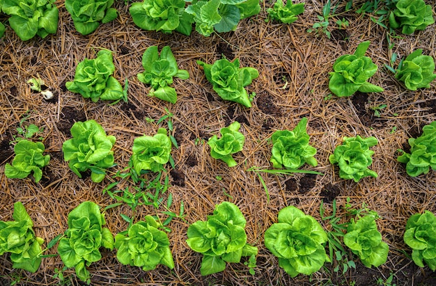 Lattuga verde nell'azienda agricola biologica, vista superiore