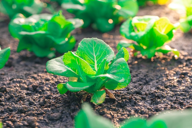 Lattuga verde nella trama vegetale