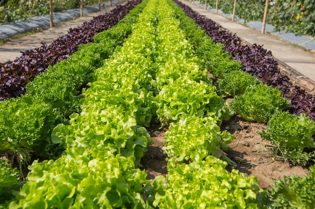 Lattuga verde sul campo agricolo