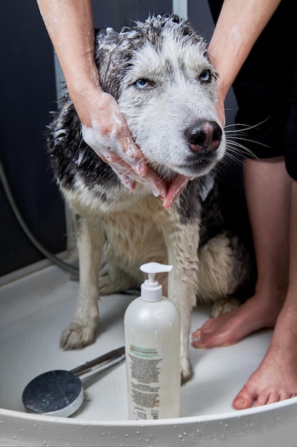 Lavaggio divertente cane husky siberiano nel box doccia