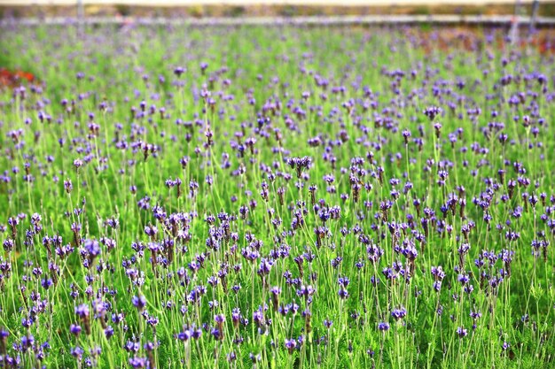 Lavanda a foglie di felci o lavanda a scaglie o lavanda Pinnata Lavanda a fiori campo