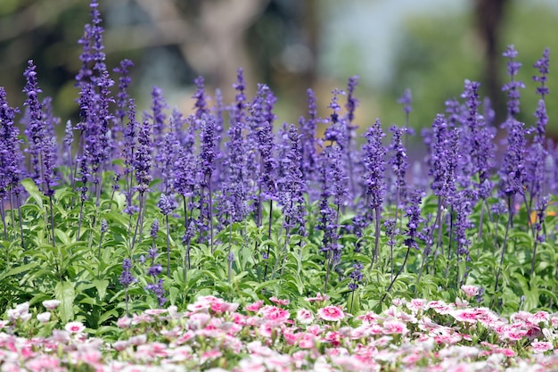 Lavanda d&#39;inverno