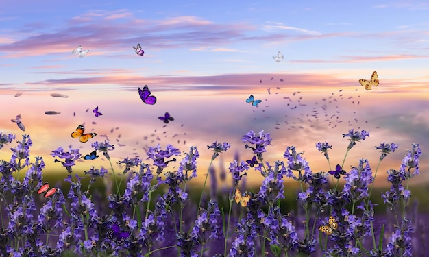 lavanda fiori di campo al tramonto prato camomilla nell'erba al campo estate cielo blu