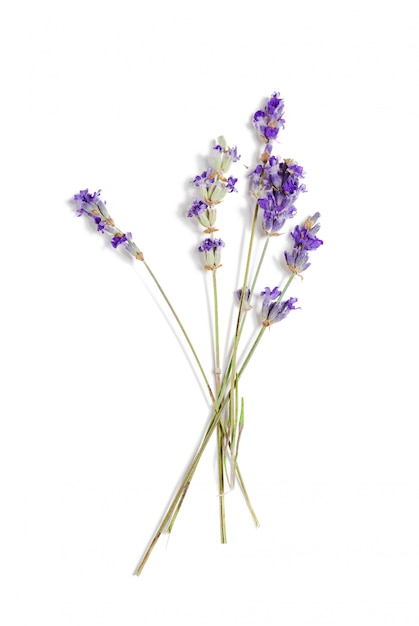 Lavanda fresca