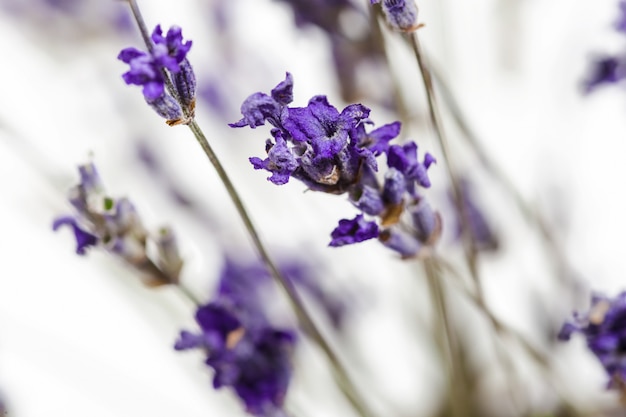 Lavanda fresca