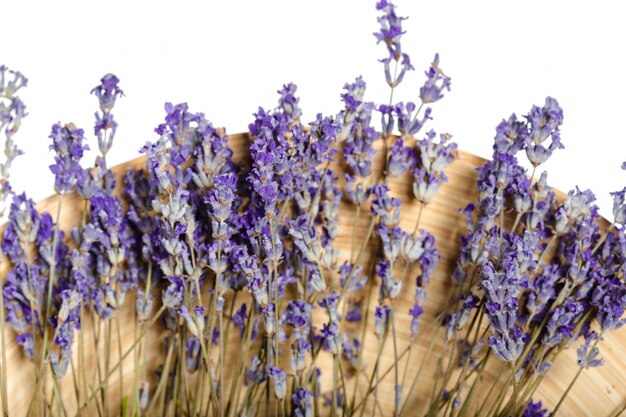 Lavanda fresca