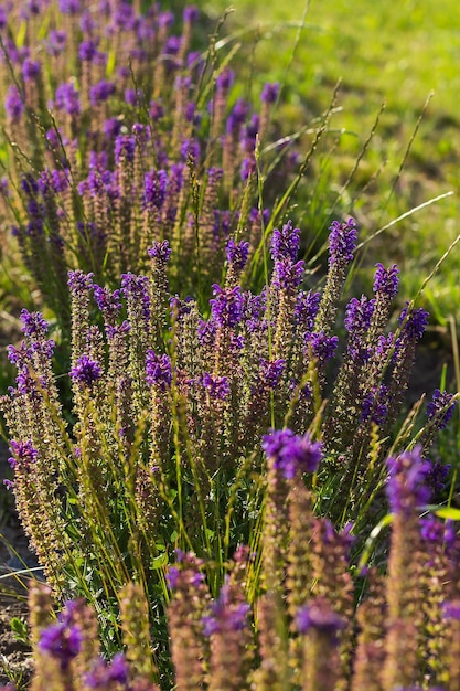 Lavanda in controluce sullo sfondo