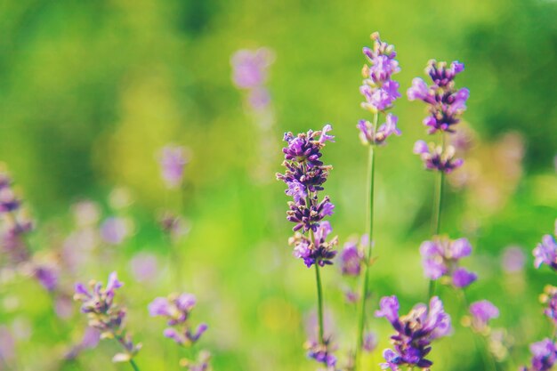 Lavanda in fiore in giardino. Messa a fuoco selettiva. Natura.