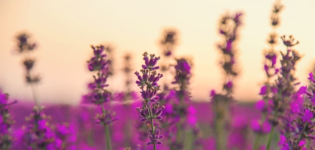 Lavanda in fiore in giardino. Messa a fuoco selettiva. Natura.