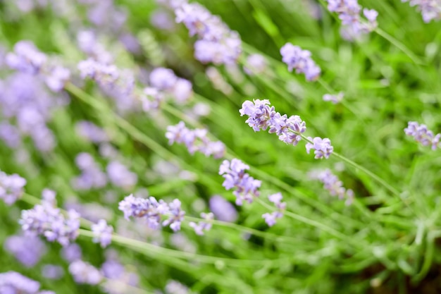 Lavanda in fiore in giardino