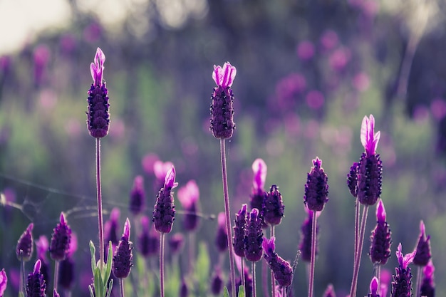 Lavanda in fiore selvatico Piante aromatiche Messa a fuoco selettiva Spazio di copia