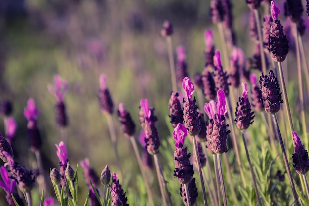 Lavanda in fiore selvatico Piante aromatiche Messa a fuoco selettiva Spazio di copia