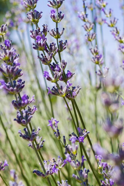 Lavanda in piena fioritura nella fattoria di lavanda.