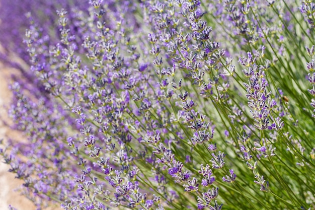 Lavanda in piena fioritura nella fattoria di lavanda.