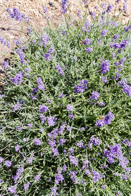 Lavanda in piena fioritura nella fattoria di lavanda.