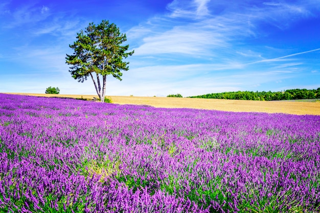 LAVANDA NEL SUD DELLA FRANCIA