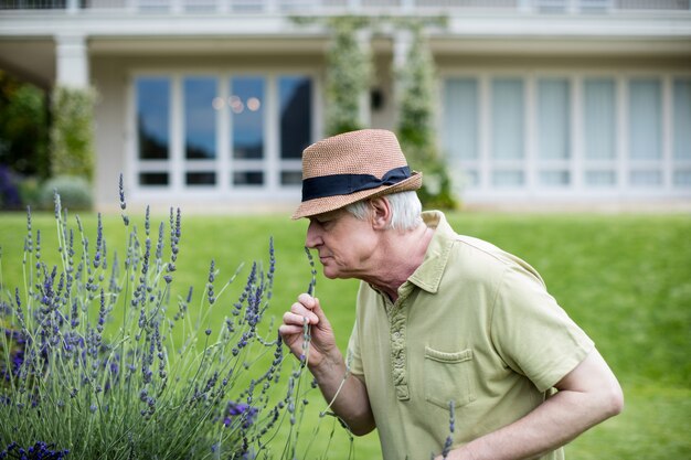 Lavanda sentente l'odore dell'uomo maggiore