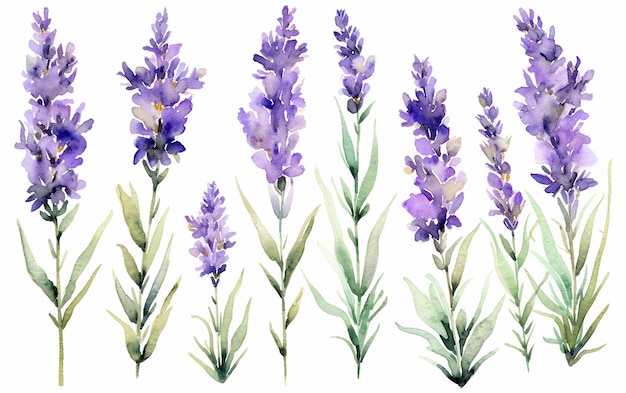 Lavanda Serenity Acquerello Fiori di lavanda Vettore