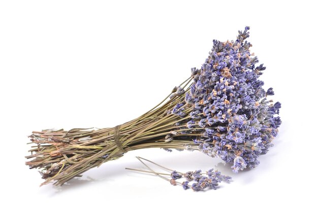 Lavanda su sfondo bianco