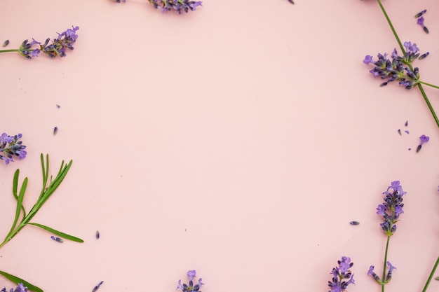 lavanda su sfondo rosa