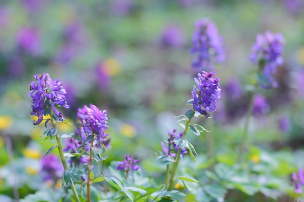 Lavanda viola in un campo. Fiori viola in giardino