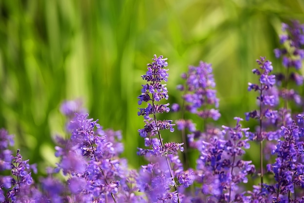 Lavanda viola in una radura