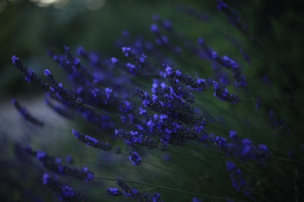 lavanda