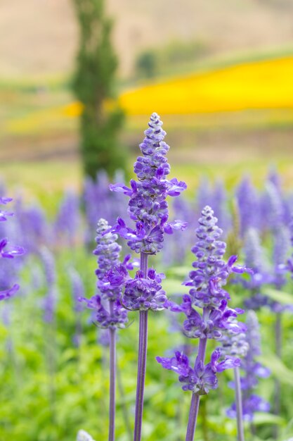 lavanda