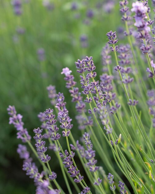 lavanda