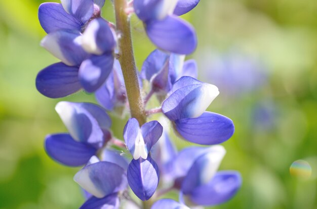 Lavanda