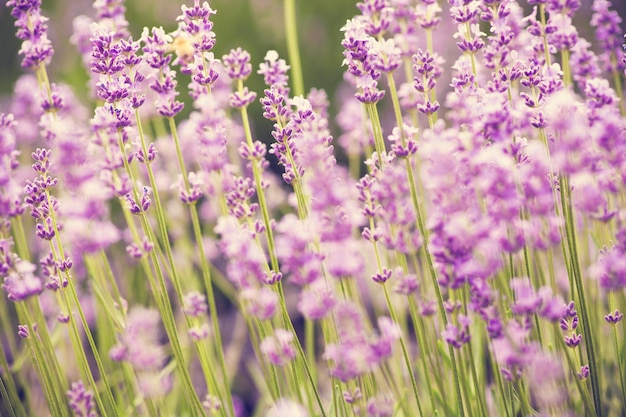 lavanda