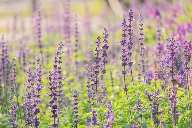 Lavande in fiore sul campo