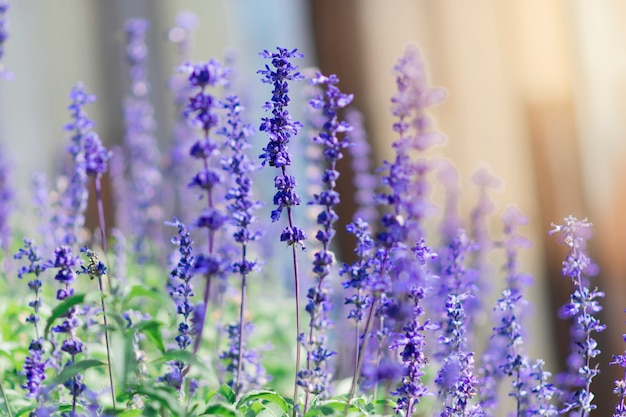 Lavandula la mattina al giardino.