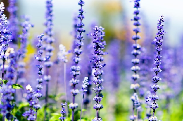 Lavandula la mattina al giardino.