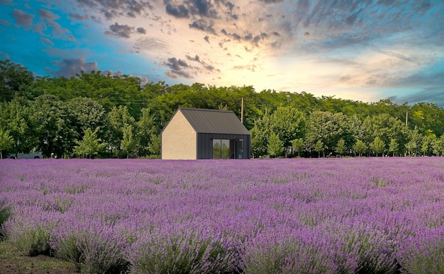 Lavandula nome comune lavanda