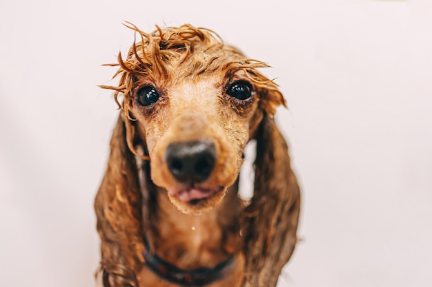 Lavare il cane con lo shampoo in bagno