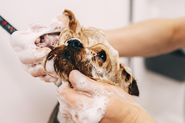 Lavare il cane con lo shampoo in bagno