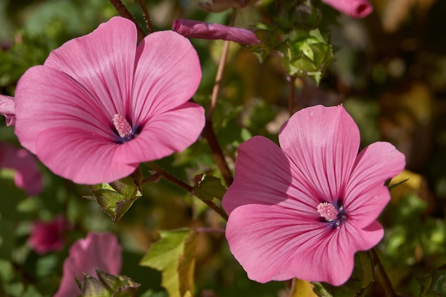 Lavatera (lat. Lavatera) fiorisce sul prato del giardino.