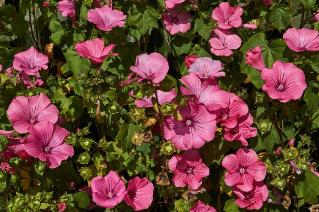 Lavatera lat Lavatera fiorisce sul prato del giardino