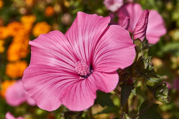 Lavatera lat Lavatera fiorisce sul prato del giardino