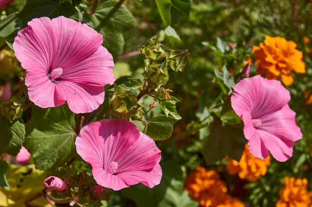 Lavatera lat Lavatera fiorisce sul prato del giardino