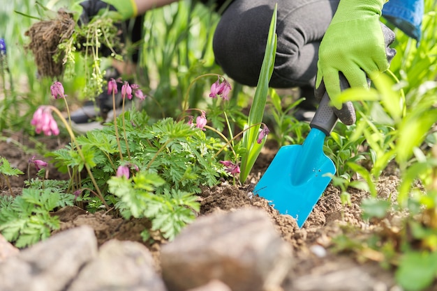 Lavorare con terra e fiori nel giardino di casa in primavera. Mani di donna in guanti con scapola che coltivano erbacce curando fiori primaverili in fiore Dicenter spezzato il cuore