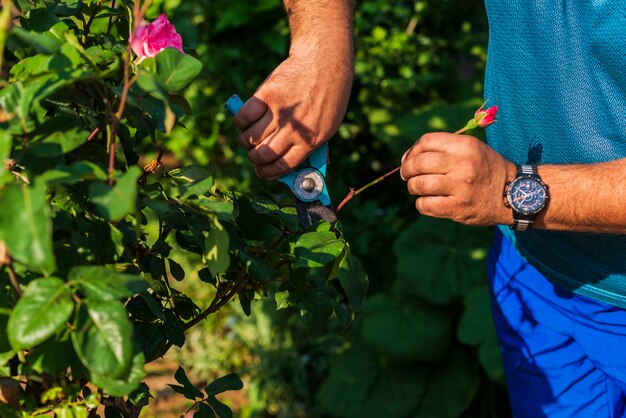 Lavorare in giardino