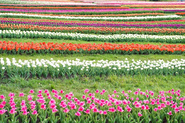 Lavorare in serra. famosa festa dei tulipani. Sfondo della natura. gruppo di aiuola di tulipani colorati vacanza. Campi di tulipani in fiore. parco paesaggistico primaverile. paese dei tulipani. bellezza del campo fiorito.