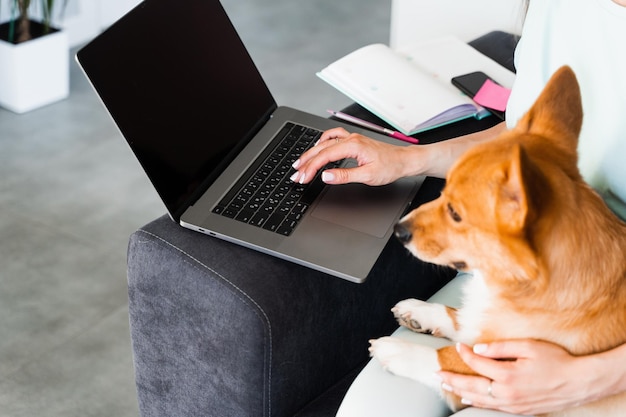 Lavorare online su un laptop con un simpatico cane Welsh Corgi Pembroke Primo piano portatile con un cane Corgi