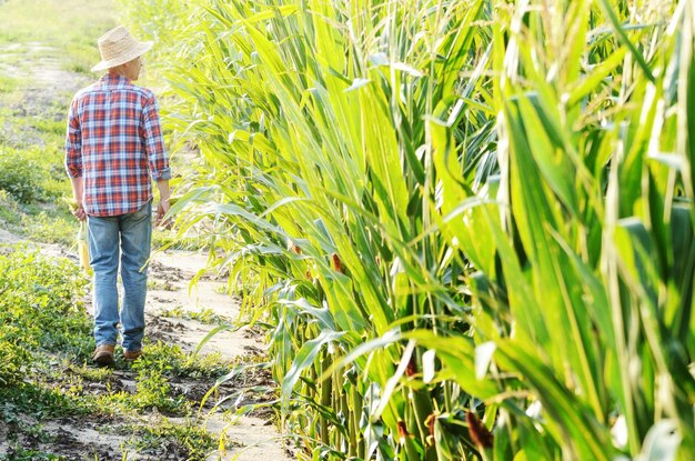 Lavoratore agricolo caucasico di mezza età che cammina lungo il campo di mais per l'ispezione Concetto di cura del raccolto